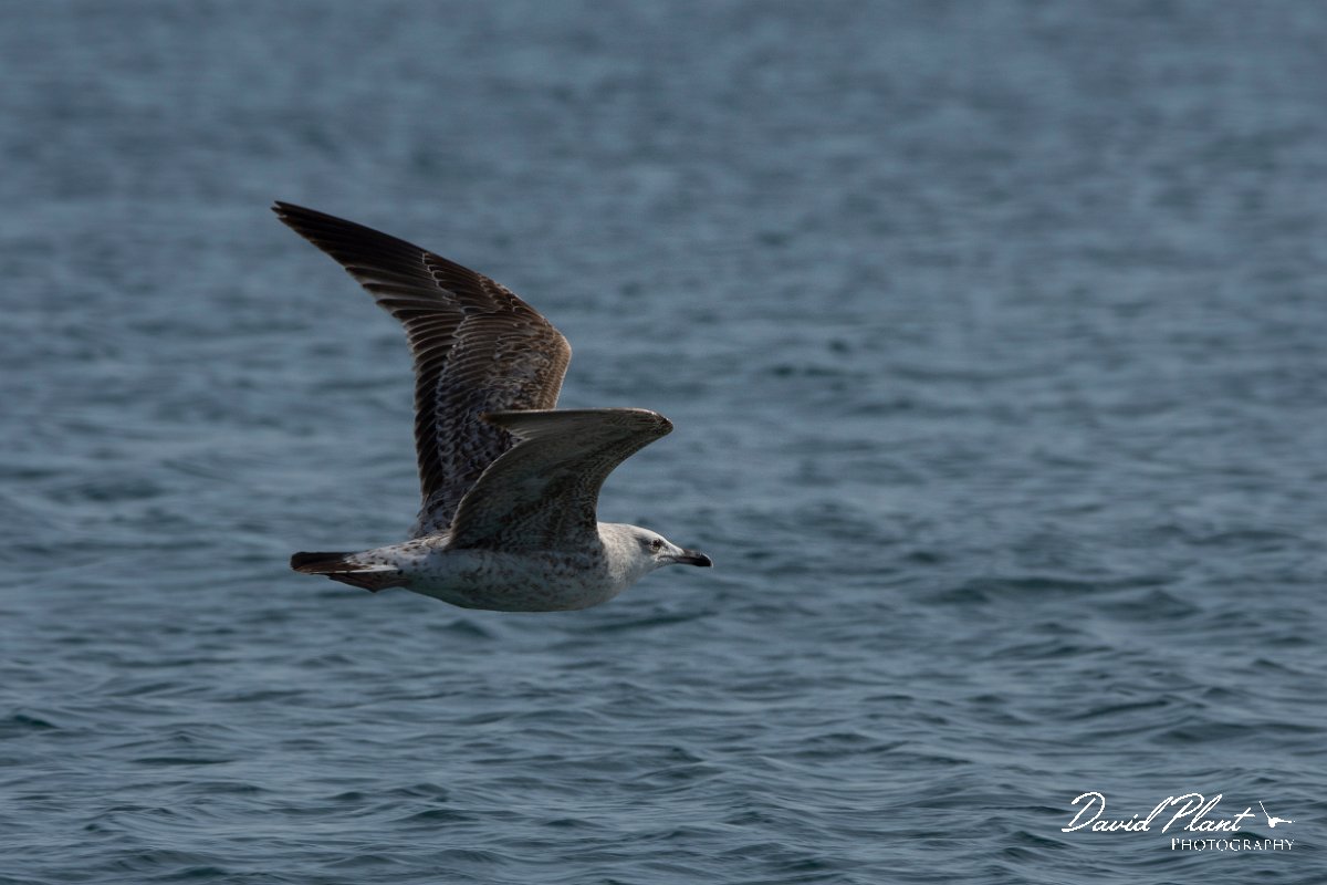 DPPhotography - Cyprus 2 - Armenian gull - A.jpg - Armenian gull - Ladies Mile Beach, Cyprus