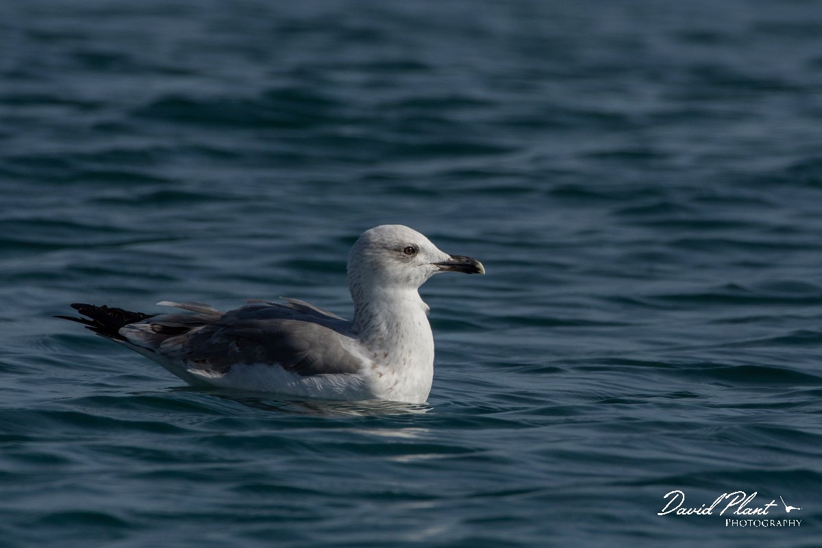 DPPhotography - Cyprus 2 - Armenian gull - B.jpg - Armenian gull - Ladies Mile Beach, Cyprus