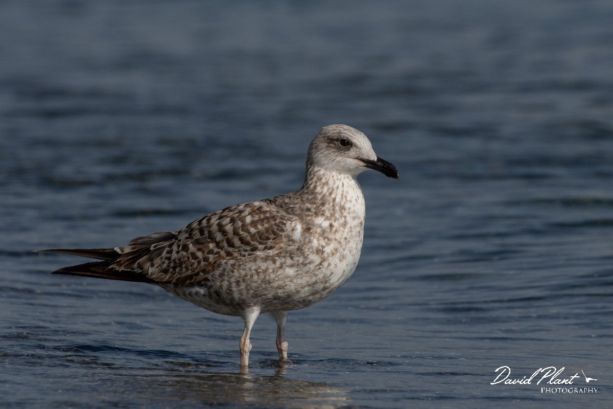DPPhotography - Cyprus 2 - Armenian gull - C.jpg - Armenian gull - Ladies Mile Beach, Cyprus
