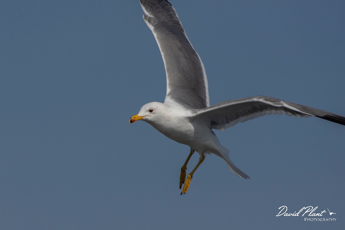 DPPhotography - Cyprus 2 - Armenian gull - D.jpg - Armenian gull - Ladies Mile Beach, Cyprus