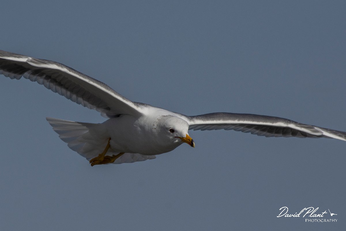 DPPhotography - Cyprus 2 - Armenian gull - E.jpg - Armenian gull - Ladies Mile Beach, Cyprus
