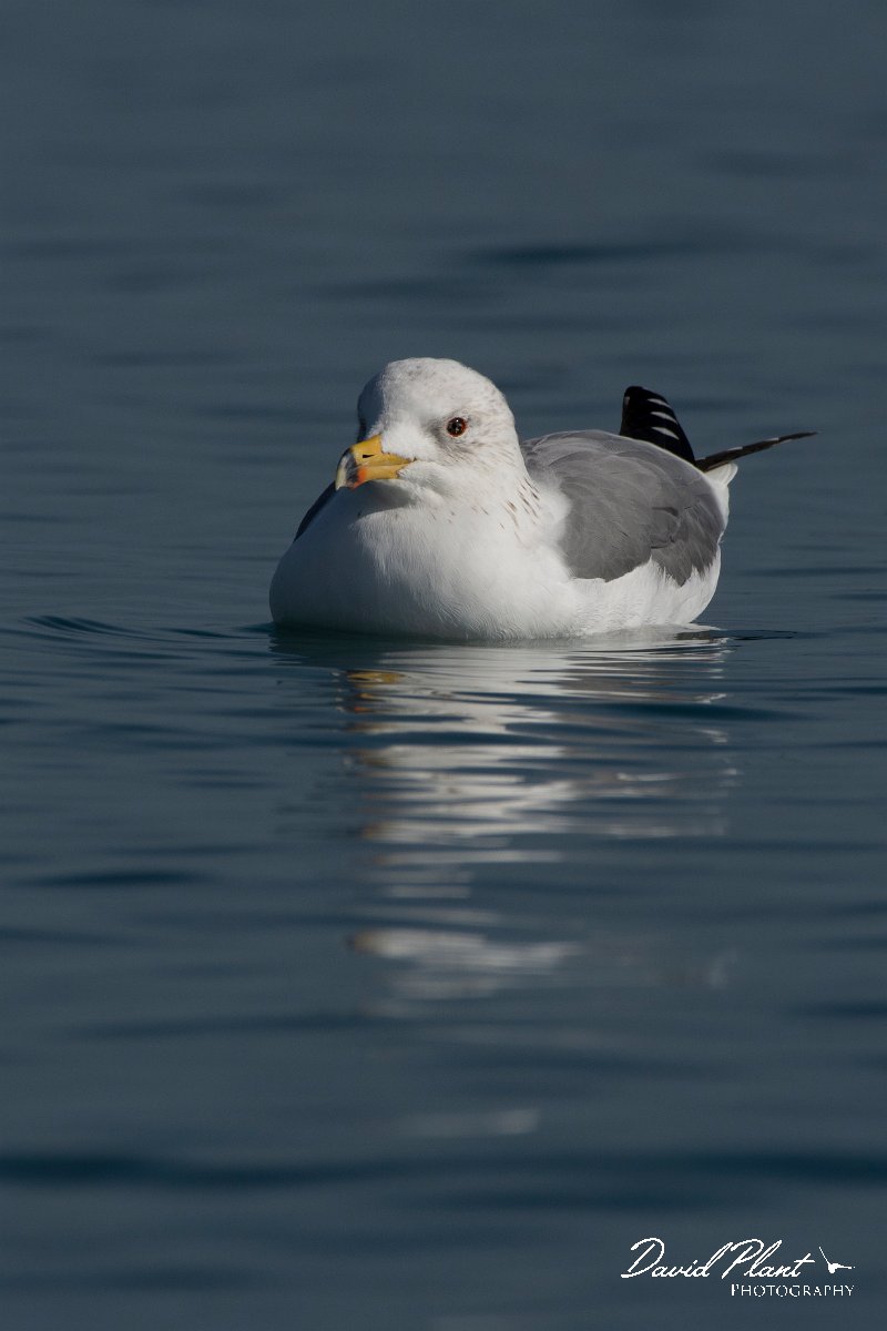 DPPhotography - Cyprus 2 - Armenian gull - G.jpg - Armenian gull - Ladies Mile Beach, Cyprus