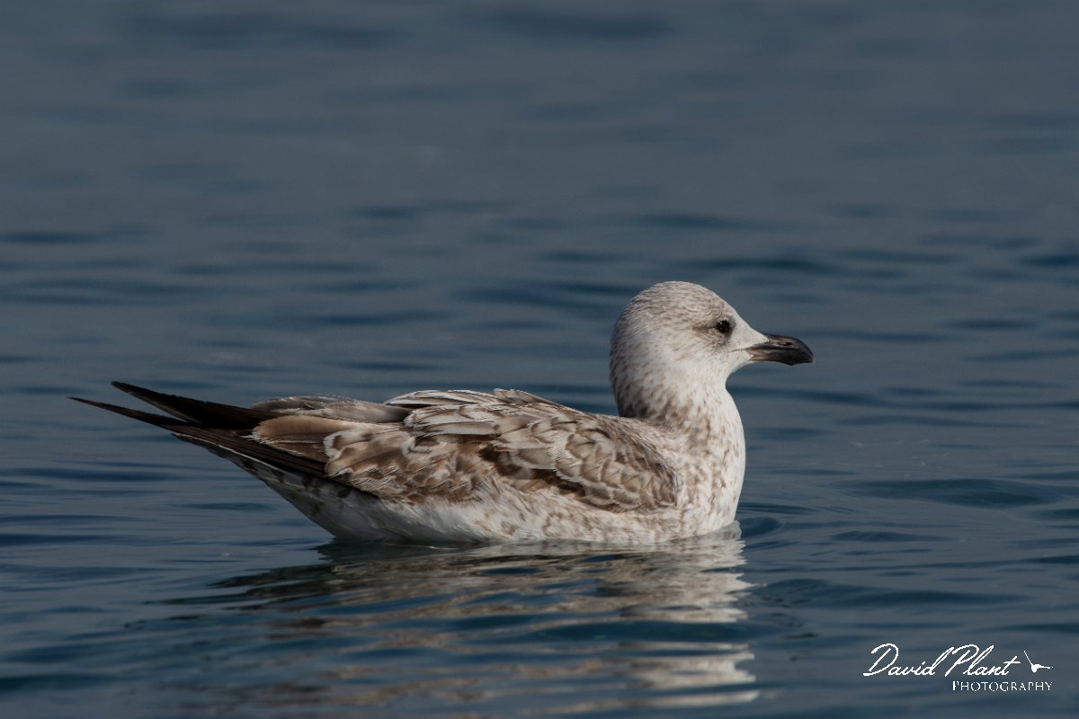 DPPhotography - Cyprus 2 - Armenian gull - I.jpg - Armenian gull - Ladies Mile Beach, Cyprus