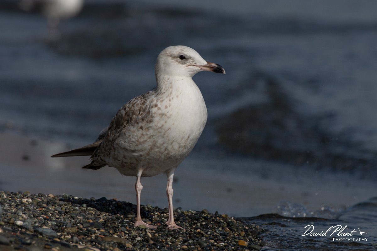 DPPhotography - Cyprus 2 - Armenian gull - J.jpg - Armenian gull - Ladies Mile Beach, Cyprus