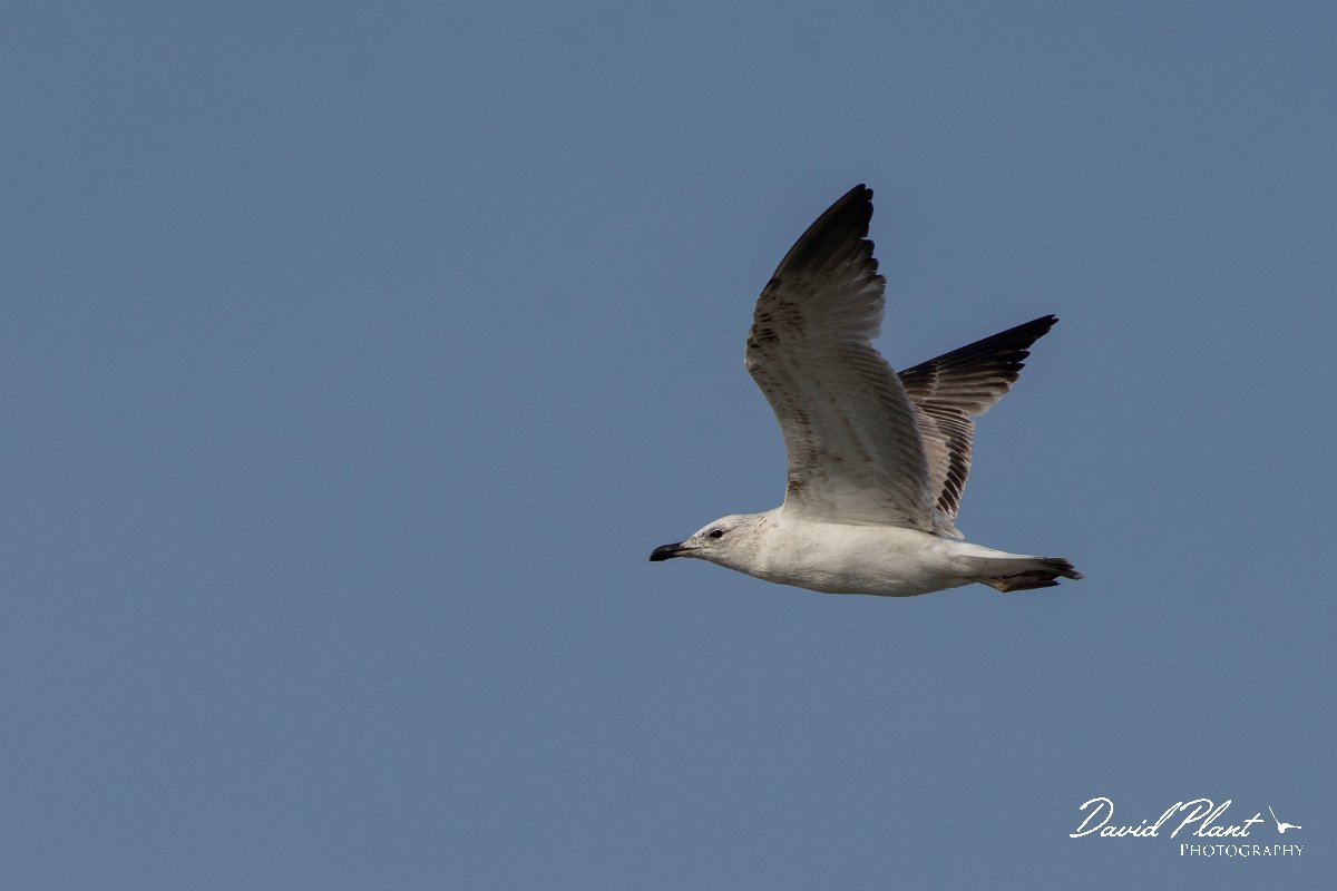 DPPhotography - Cyprus 2 - Armenian gull - K.jpg - Armenian gull - Ladies Mile Beach, Cyprus