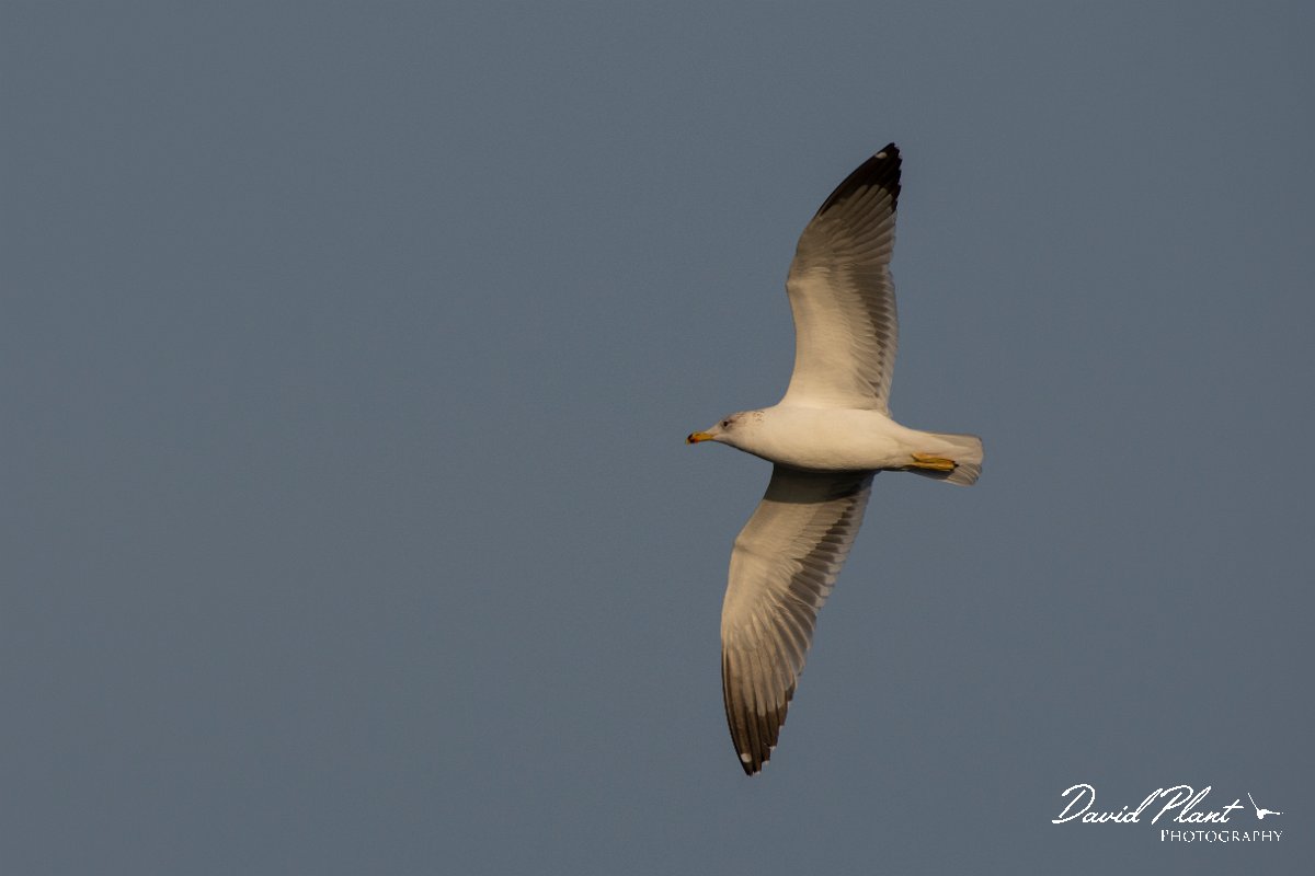 DPPhotography - Cyprus 2 - Armenian gull - M.jpg - Armenian gull - Ladies Mile Beach, Cyprus