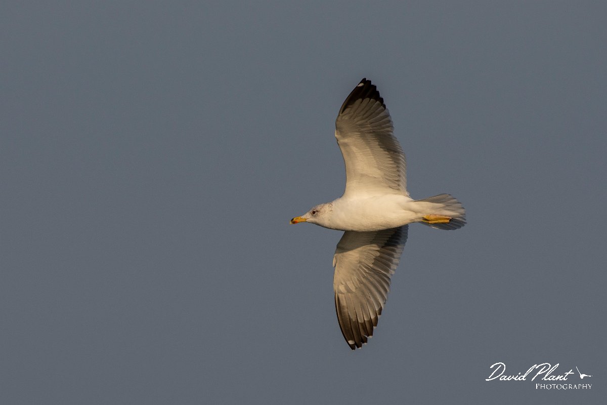 DPPhotography - Cyprus 2 - Armenian gull - O.jpg - Armenian gull - Ladies Mile Beach, Cyprus