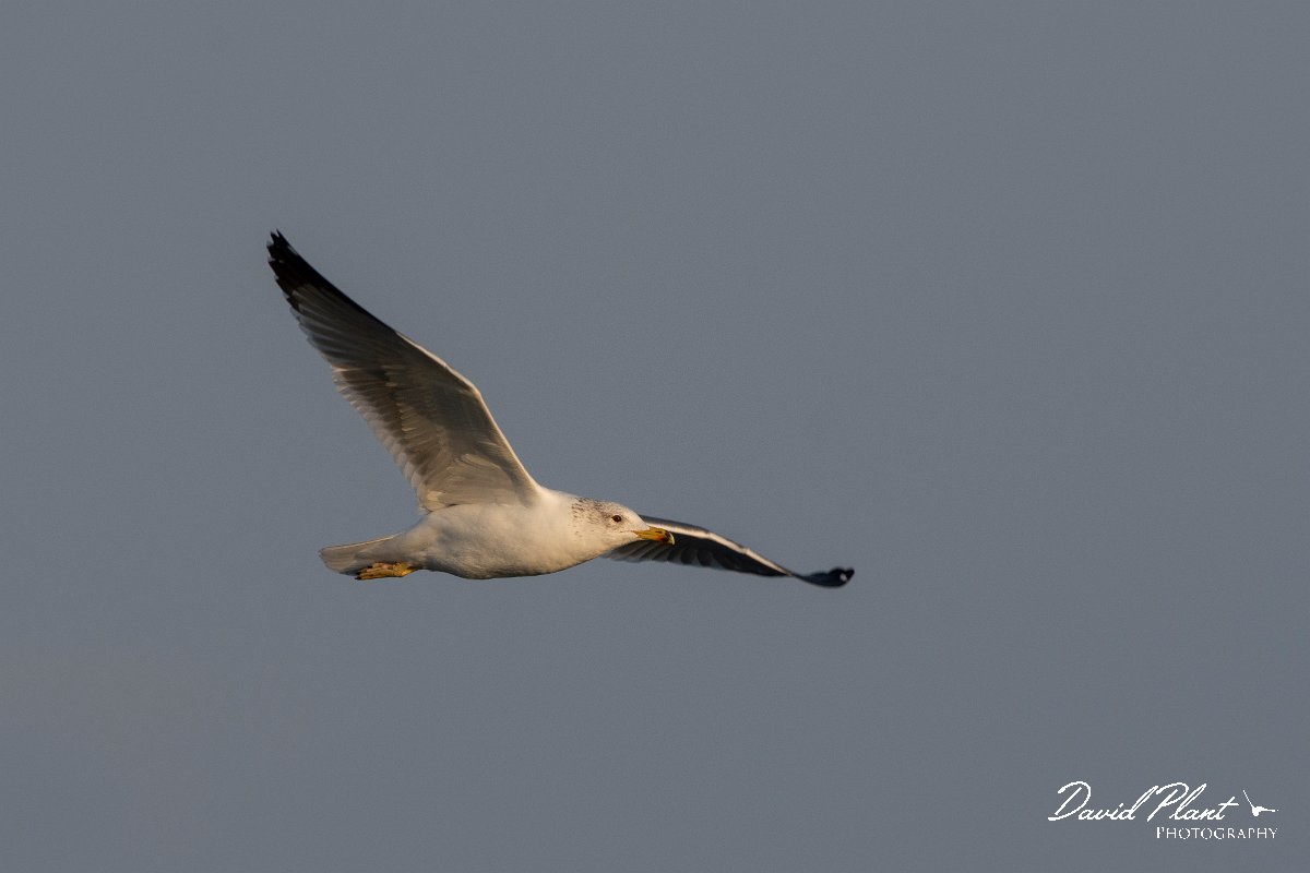 DPPhotography - Cyprus 2 - Armenian gull - R.jpg - Armenian gull - Ladies Mile Beach, Cyprus