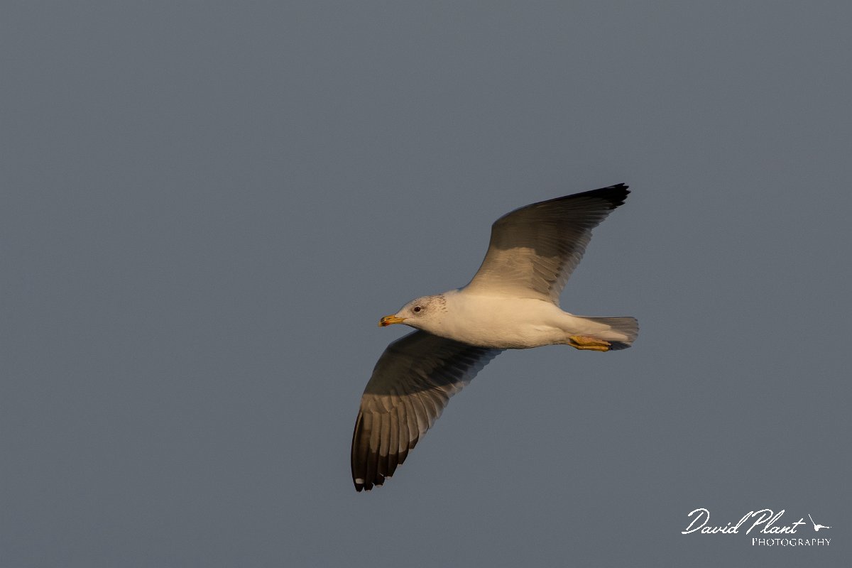 DPPhotography - Cyprus 2 - Armenian gull - S.jpg - Armenian gull - Ladies Mile Beach, Cyprus