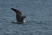 DPPhotography - Cyprus 2 - Armenian gull - A
