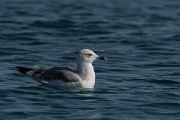 DPPhotography - Cyprus 2 - Armenian gull - B