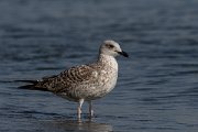 DPPhotography - Cyprus 2 - Armenian gull - C