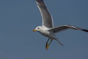 DPPhotography - Cyprus 2 - Armenian gull - D