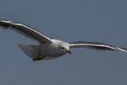 DPPhotography - Cyprus 2 - Armenian gull - E