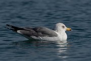 DPPhotography - Cyprus 2 - Armenian gull - H