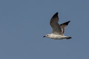 DPPhotography - Cyprus 2 - Armenian gull - K