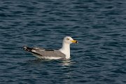 DPPhotography - Cyprus 2 - Armenian gull - L