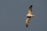 DPPhotography - Cyprus 2 - Armenian gull - M