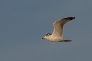 DPPhotography - Cyprus 2 - Armenian gull - P