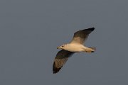 DPPhotography - Cyprus 2 - Armenian gull - S
