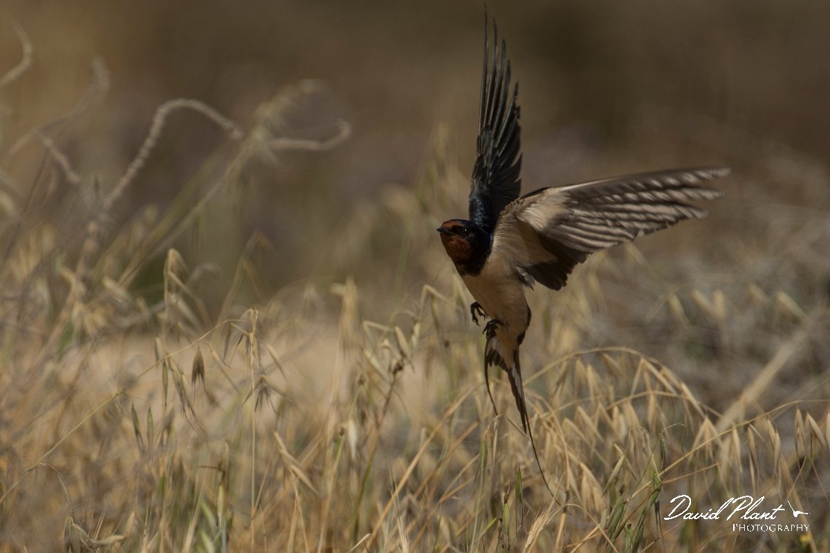 DPPhotography - Cyprus - Barn swallow - C.jpg - Barn swallow - Paphos Headland