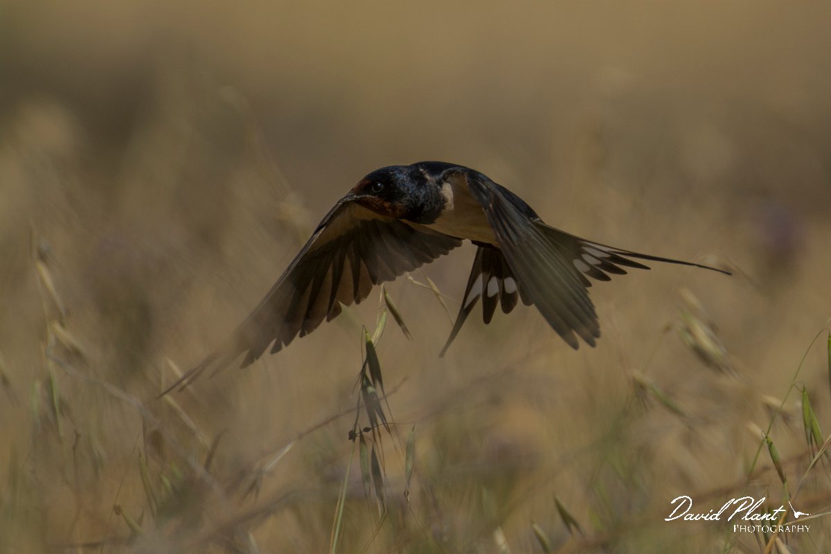 DPPhotography - Cyprus - Barn swallow - E.jpg - Barn swallow - Paphos Headland