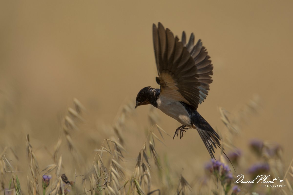 DPPhotography - Cyprus - Barn swallow - F.jpg - Barn swallow - Paphos Headland