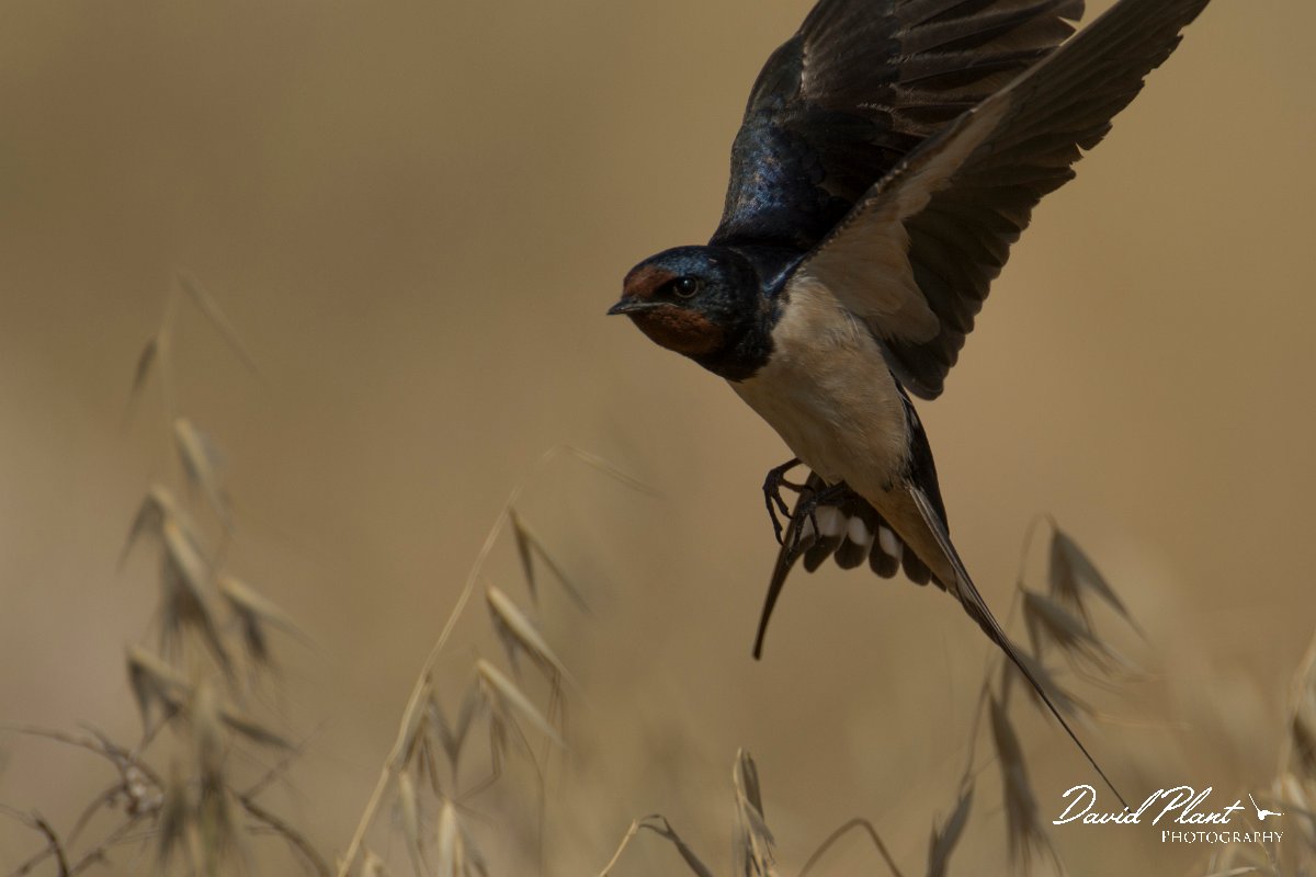 DPPhotography - Cyprus - Barn swallow - H.jpg - Barn swallow - Paphos Headland