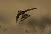 DPPhotography - Cyprus - Barn swallow - A