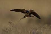 DPPhotography - Cyprus - Barn swallow - B
