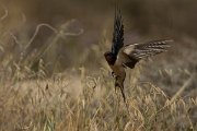 DPPhotography - Cyprus - Barn swallow - C