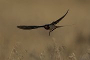 DPPhotography - Cyprus - Barn swallow - D