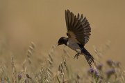 DPPhotography - Cyprus - Barn swallow - F