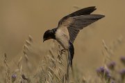 DPPhotography - Cyprus - Barn swallow - G