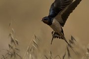 DPPhotography - Cyprus - Barn swallow - H