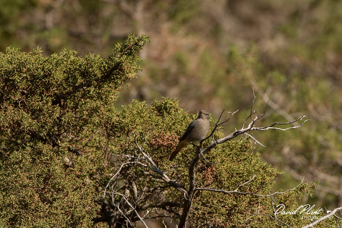 DPPhotography - Cyprus 2 - Black redstart - A.jpg - Black redstart female - Avagas Gorge, Cyprus