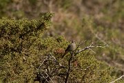 DPPhotography - Cyprus 2 - Black redstart - A