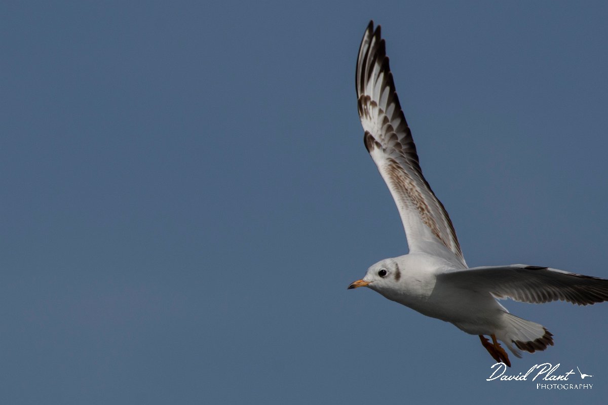 DPPhotography - Cyprus 2 - Black-headed gull - C.jpg - Black-headed gull - Ladies Mile Beach, Cyprus