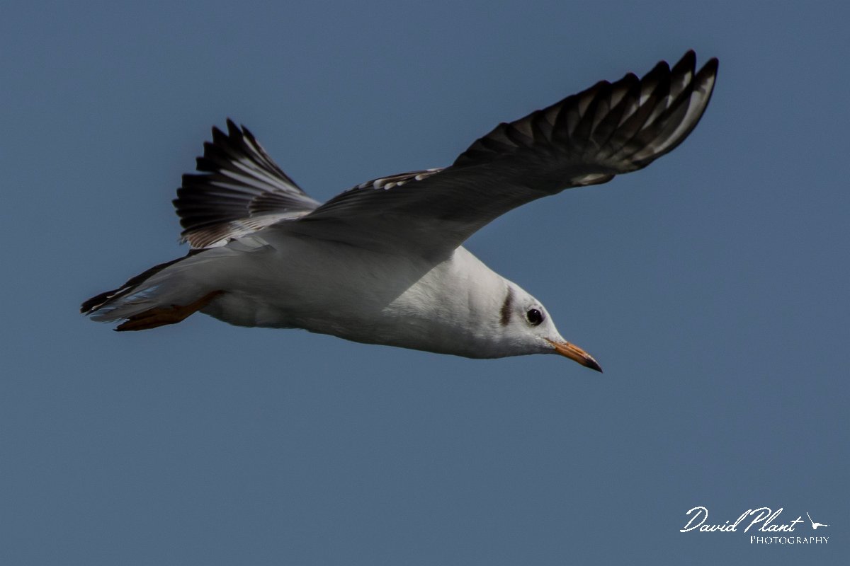 DPPhotography - Cyprus 2 - Black-headed gull - D.jpg - Black-headed gull - Ladies Mile Beach, Cyprus