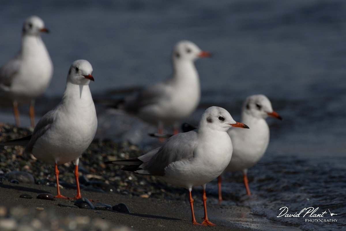 DPPhotography - Cyprus 2 - Black-headed gull - F.jpg - Black-headed gull - Ladies Mile Beach, Cyprus