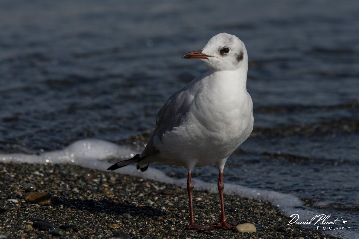 DPPhotography - Cyprus 2 - Black-headed gull - H.jpg - Black-headed gull - Ladies Mile Beach, Cyprus