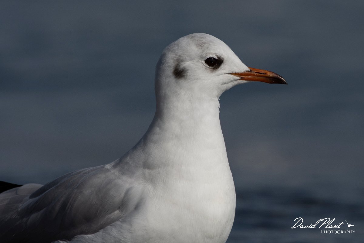DPPhotography - Cyprus 2 - Black-headed gull - I.jpg - Black-headed gull - Ladies Mile Beach, Cyprus