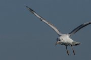 DPPhotography - Cyprus 2 - Black-headed gull - B