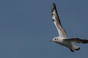 DPPhotography - Cyprus 2 - Black-headed gull - C