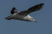 DPPhotography - Cyprus 2 - Black-headed gull - D