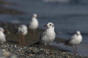 DPPhotography - Cyprus 2 - Black-headed gull - E
