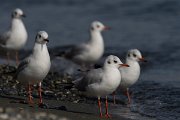 DPPhotography - Cyprus 2 - Black-headed gull - F