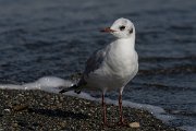 DPPhotography - Cyprus 2 - Black-headed gull - H