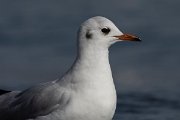 DPPhotography - Cyprus 2 - Black-headed gull - I