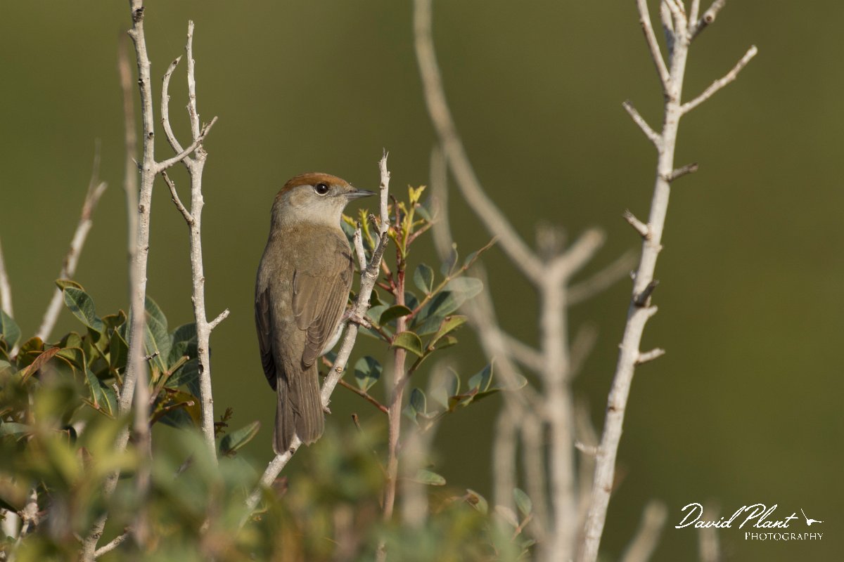 DPPhotography - Cyprus - Blackcap - A.jpg - Blackcap, female - Cape Greco